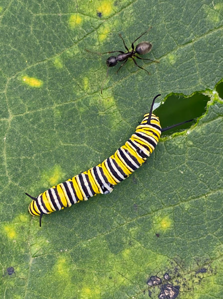 09-09 Ant and an earlier instar Monarch butterfly caterpiller i5861