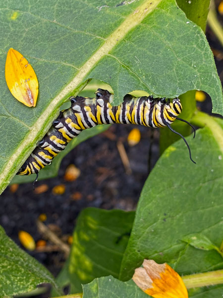 09-09 Late instar Monarch caterpillar i5863