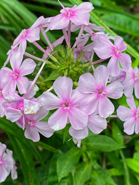 10-02 Phlox 6538