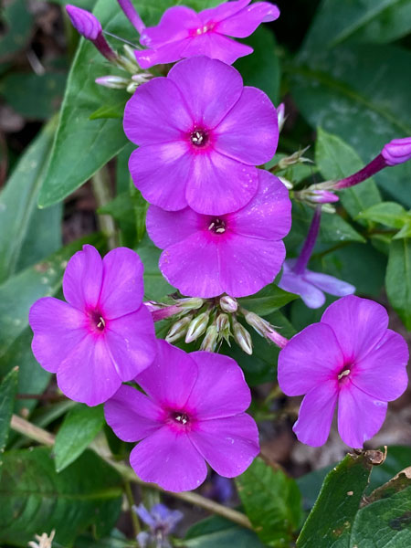 10-02 Phlox i6537