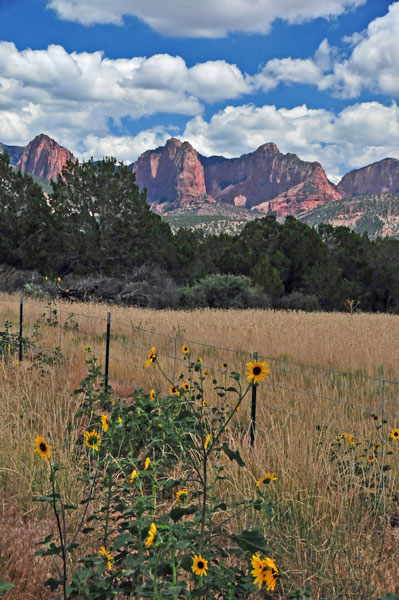 Sunflowers Utah15-8165
