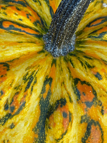 11-08 Pumpkin i6973