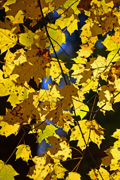 11-13 Fall leaves in the yard 3109