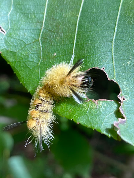 09-18 Tussock caterpillar i6233