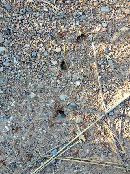 Cedar City - Big-headed ants - Utah15-i6109