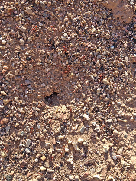 Cedar City - Big-headed ants - Utah15-i6111