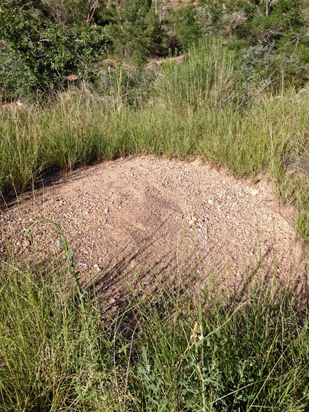 Cedar City - Big-headed ants - Utah15-i6118