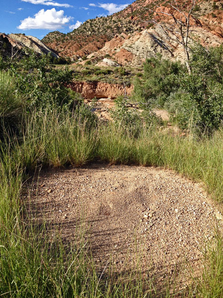 Cedar City - Big-headed ants - Utah15-i6148