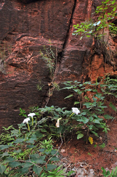 Zion - Utah15 - Datura - 8228