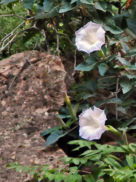 Zion-Utah15 - Datura - 8242hc