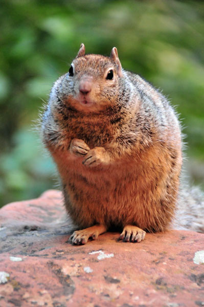 Zion-Utah15 - Rock squirrel - 8253