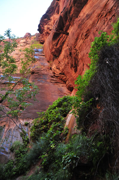 Zion-Utah15 8258
