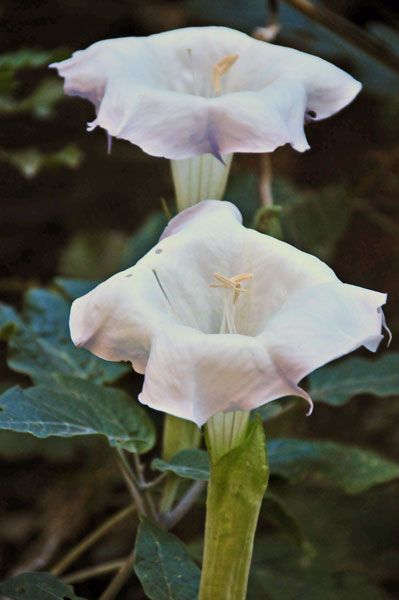 Zion-Utah15 - Datura - 8260