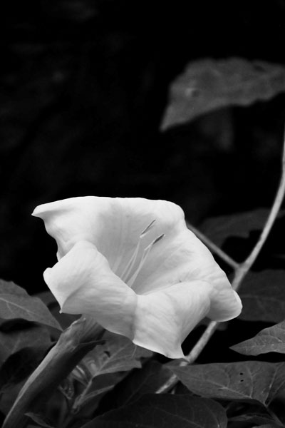 Zion-Utah15 - Datura - 8262bw