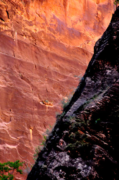 Zion-Utah15 - 8283.jpg