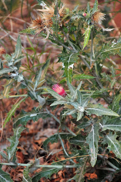 Zion-Utah15 - Cirsium thistle - 8317