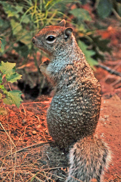 Zion-Utah15 - Rock squirrel - 8318