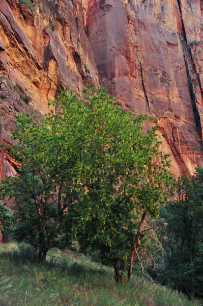 Zion-Utah1 - 8322