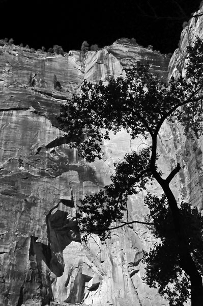 Zion-Utah15 - 8331bw