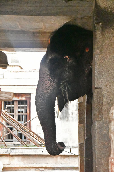 Lakshmi the temple elephant - India-2-0151