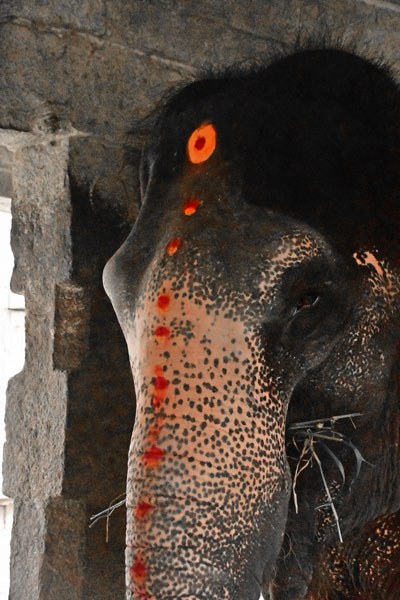 Lakshmi the temple elephant - India-2-0156red