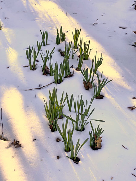 01-18 Spring fights through i8030
