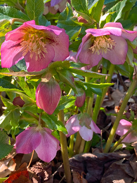 01-26 Lenten rose i8060