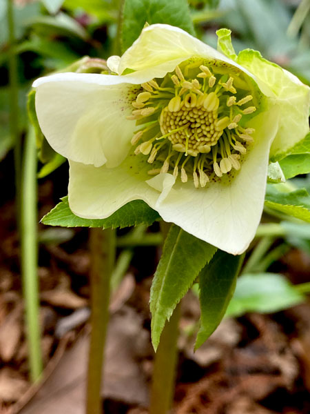 02-02 Lenten rose i8135