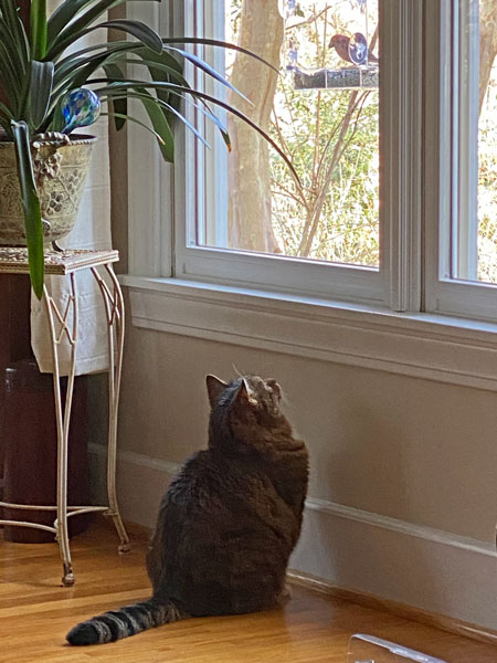 01-30 Hobbes 'admiring' the birds in the window i8089
