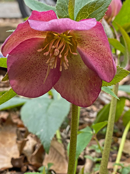 02-02 Lenten rose i8140