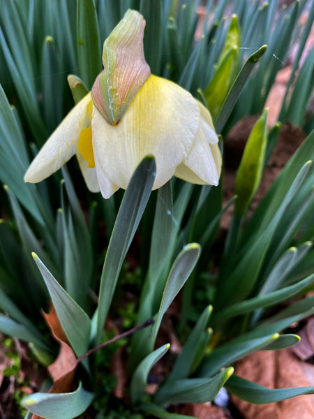 02-02 First daffodil i8131