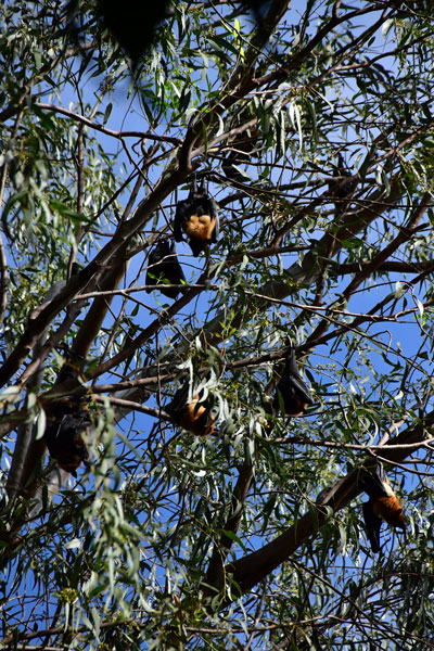 Fruit bats - India-2-0283