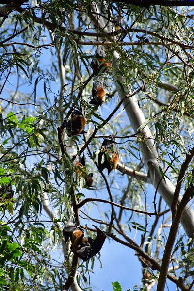 Fruit bats - India-2-0287
