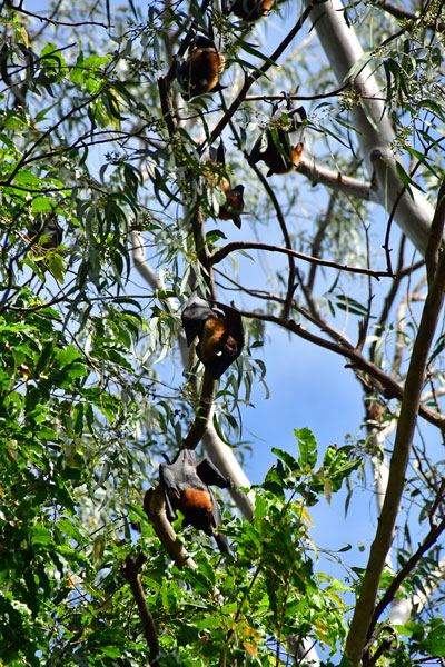 Fruit bats - India-2-0288