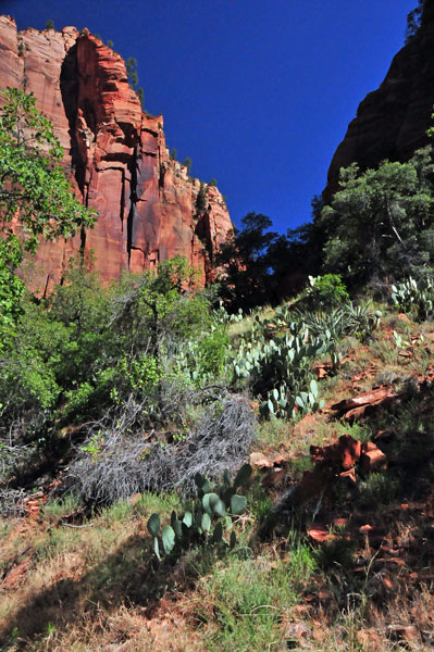 Zion-Utah15 - 8344