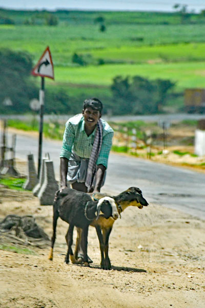 Pushing goats to market - India-2-0449