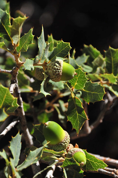 Shrub live oak - Zion-Utah15 - 8349