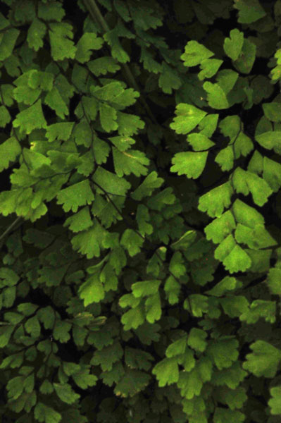Maden hair fern growing in the shadows - Zion-Utah15 - 8351