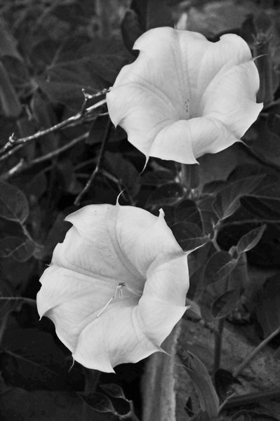 Datura - Zion-Utah15 - 8354bw