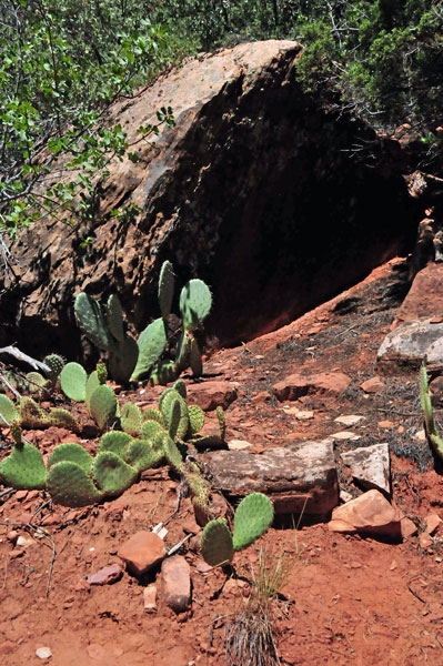 Zion-Utah15 - cactus - 8423