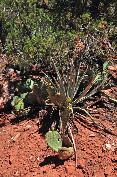 Zion-Utah15 - Yucca and cactus - 8426