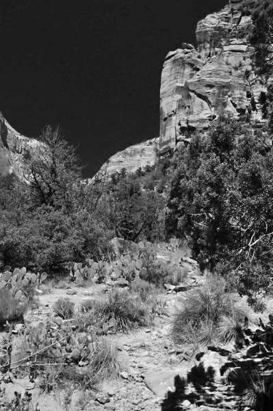 Zion-Utah15 - 8441bw