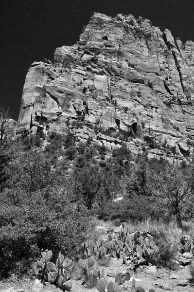 Zion-Utah15 - 8442bw