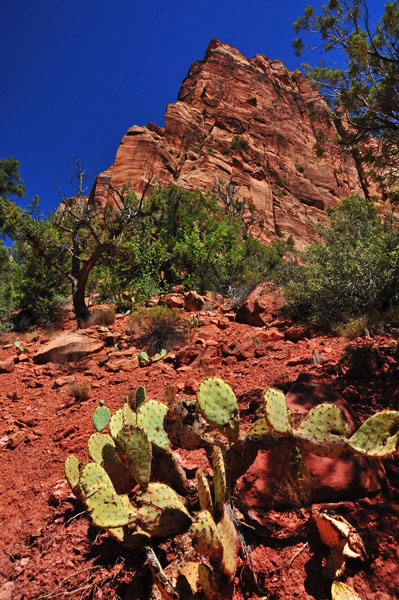 Zion-Utah15 - 8444