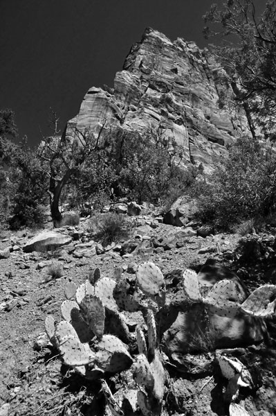 Zion-Utah15 - 8444bw