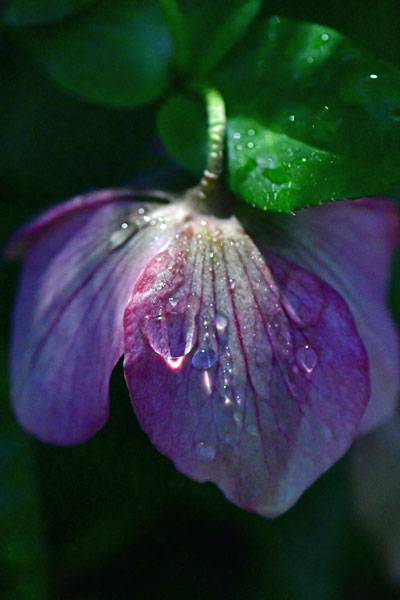 02-28 Heavy dew on Lenten rose 1257