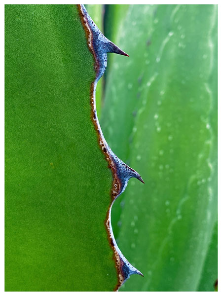 02-27 Agave i8475-copy