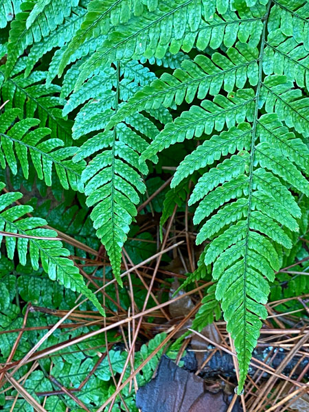 02-27 Fern fronds i8507