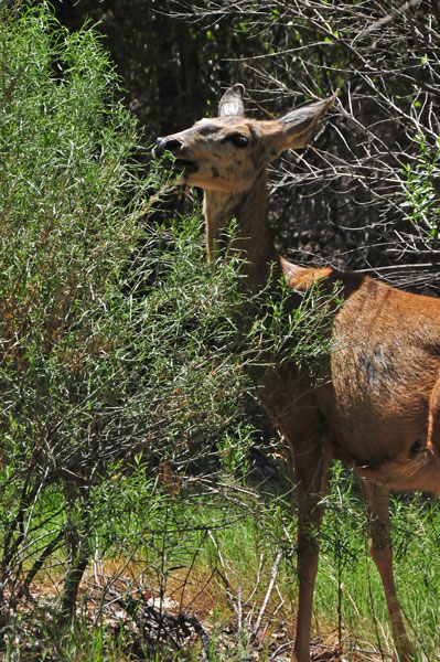 Zion-Utah15 Mule deer 8524