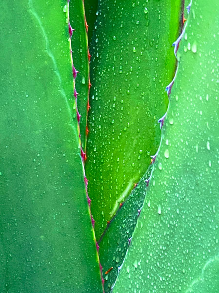 02-27 Yucca in rain i8422